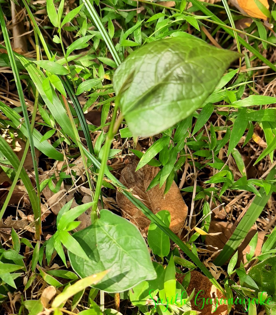 Aristolochia indica L.